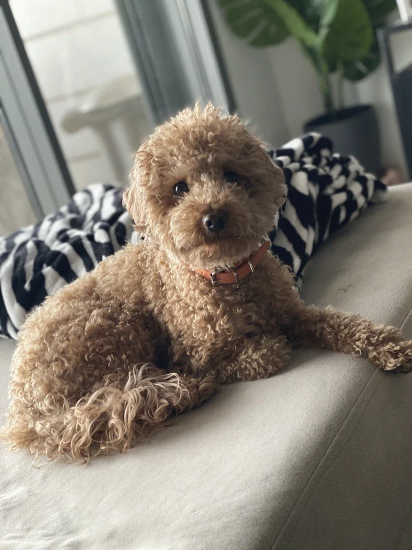 Tony's dog on the sofa